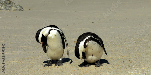 penguins photo