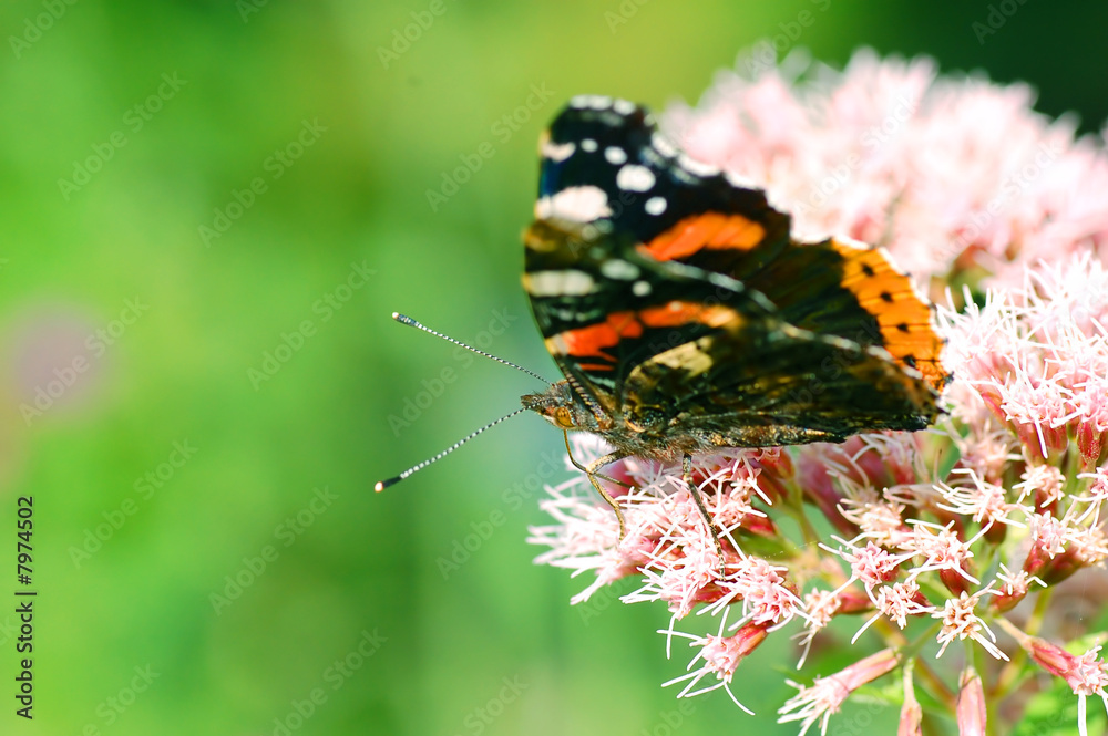 Obraz premium Butterfly