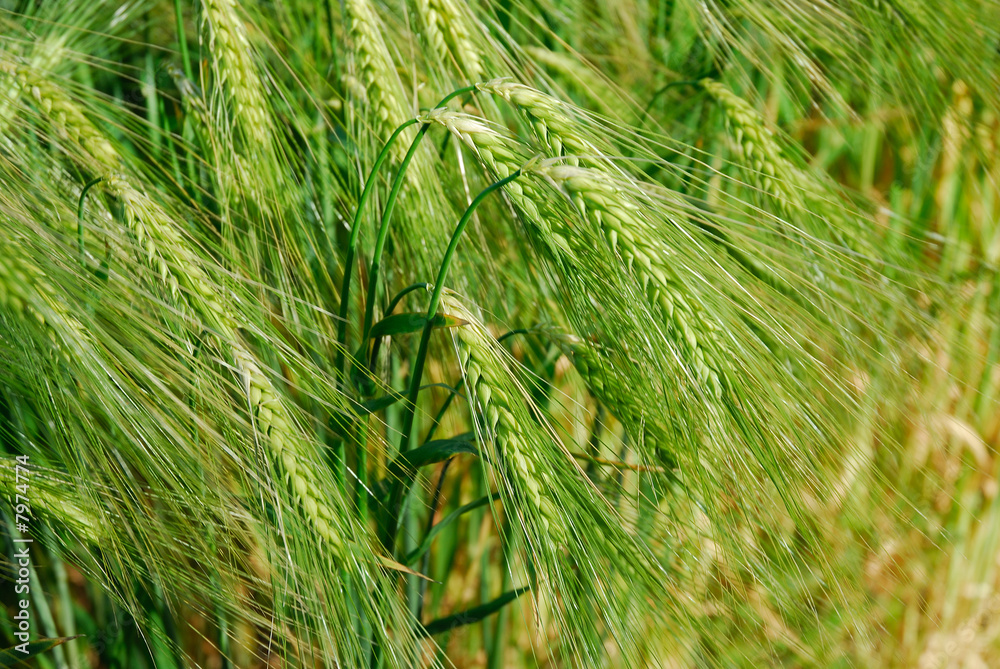 Kornfeld im Frühjahr / Detail Ähren 082 Kornfeld im Frühjahr / Detail Ähren 082