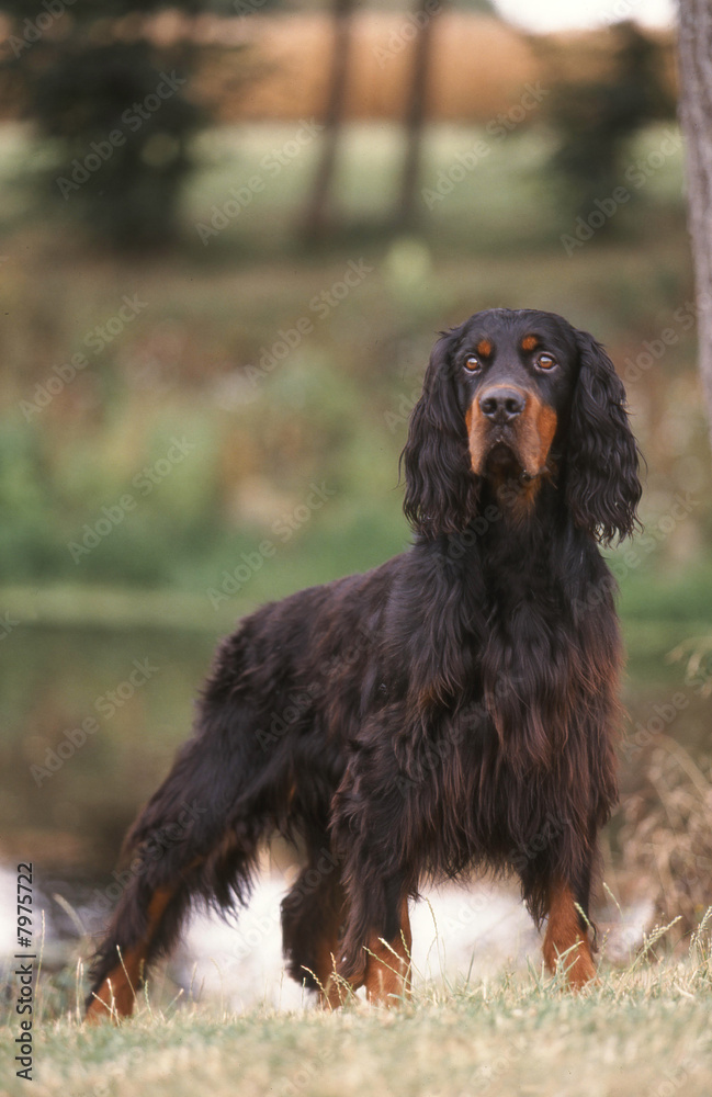 chien Setter Gordon Stock Photo | Adobe Stock