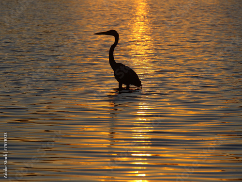blue heron on sunset reflection