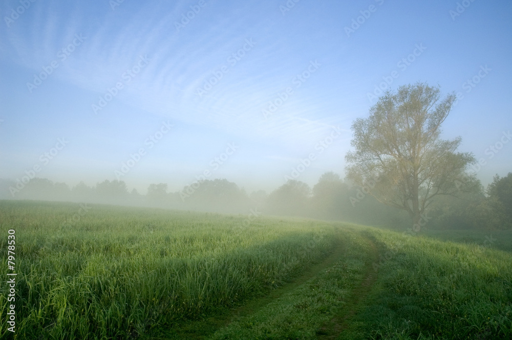 Fototapeta premium fog