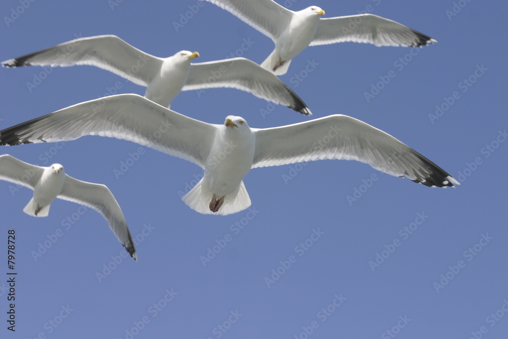 Obraz premium Seemöwe - seagull