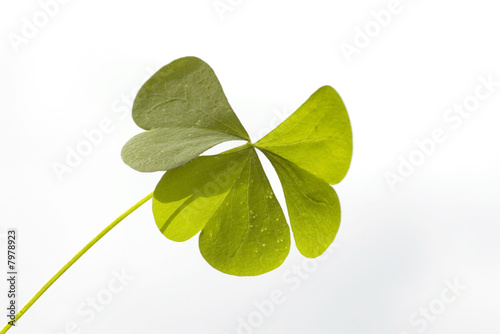 Three-leaved clover leaf photo