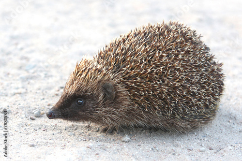 Obraz na płótnie hedgehog w salonie