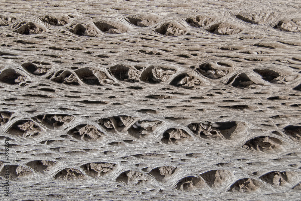 Cactus Wood Texture
