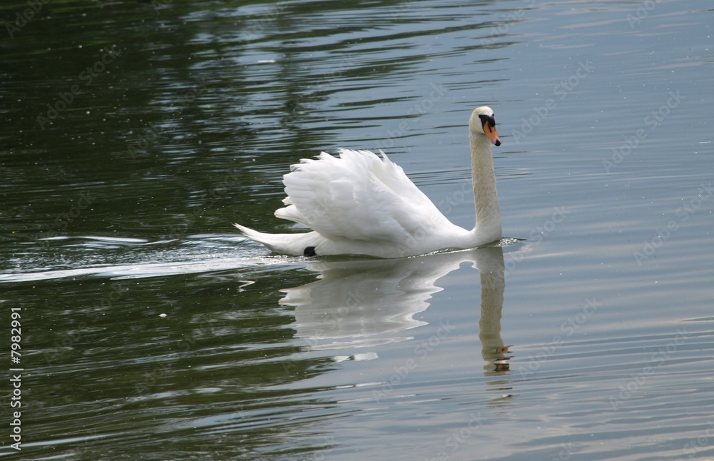 Obraz premium floating royality