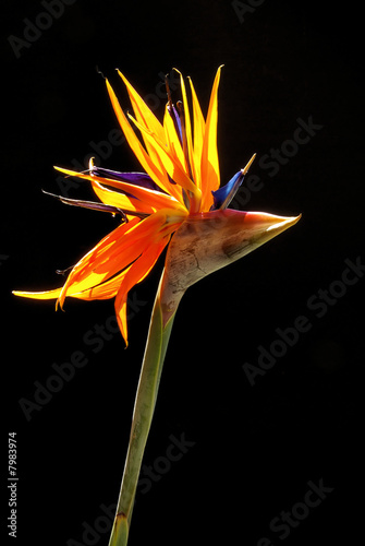 Paradiesblume - bird of paradise 01 photo