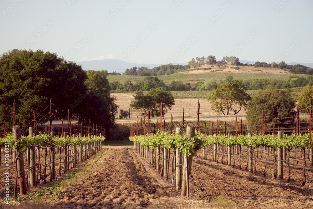 Sonoma Valley, California, USA