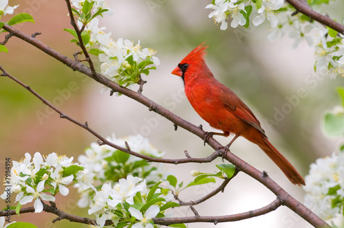 Fotografering Northern Cardinal