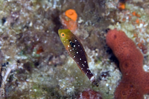 Stoplight Parrotfish Juvenile (Sparisoma viride)