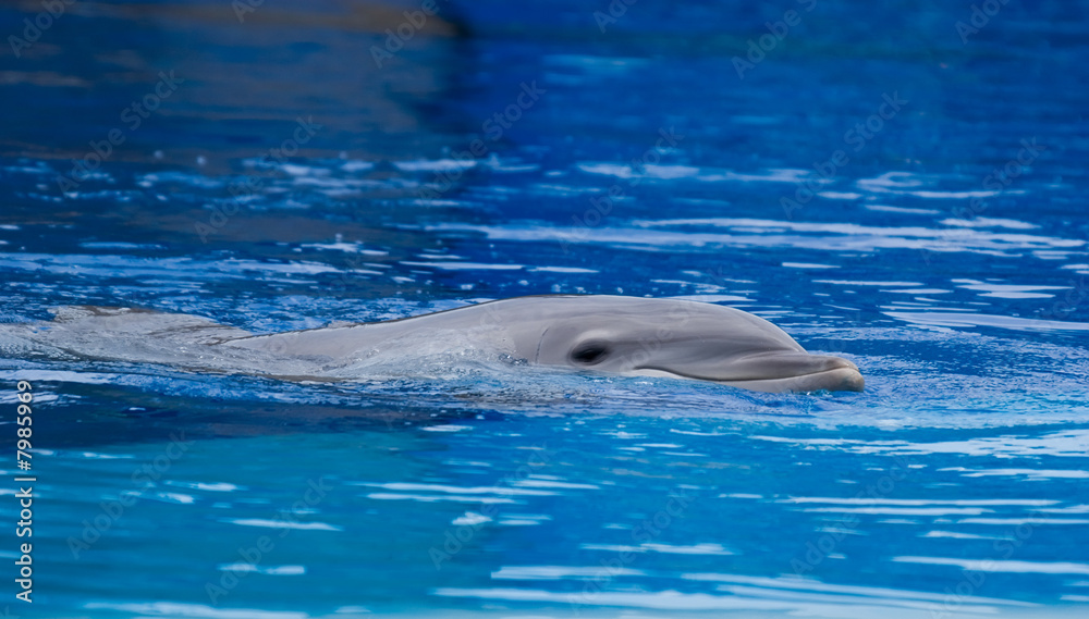 Naklejka premium Delfín