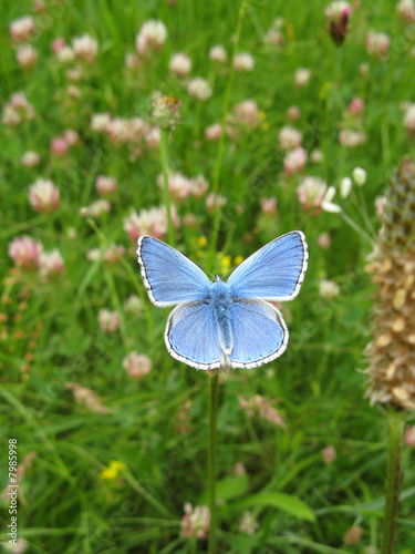 Papillon © delmo07