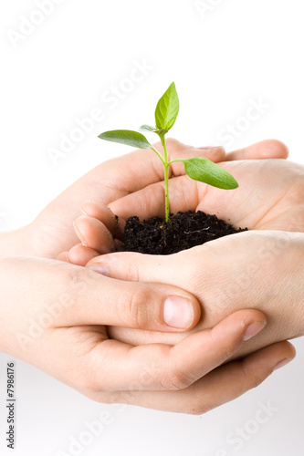 Transplant of a tree female and children's hands