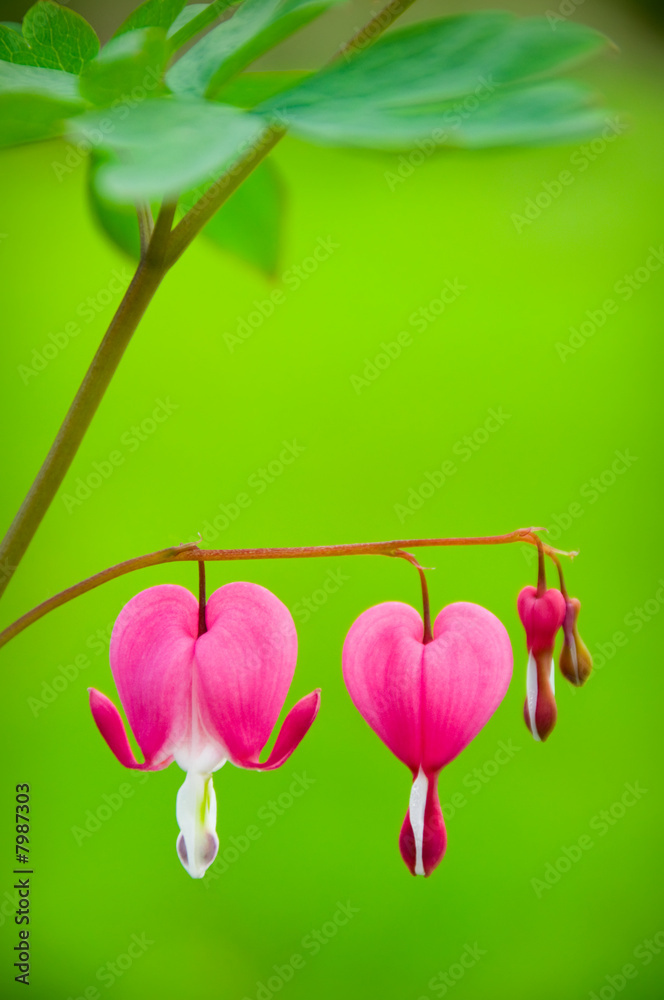 Fototapeta premium Bleeding heart flower - Dicentra spectabilis