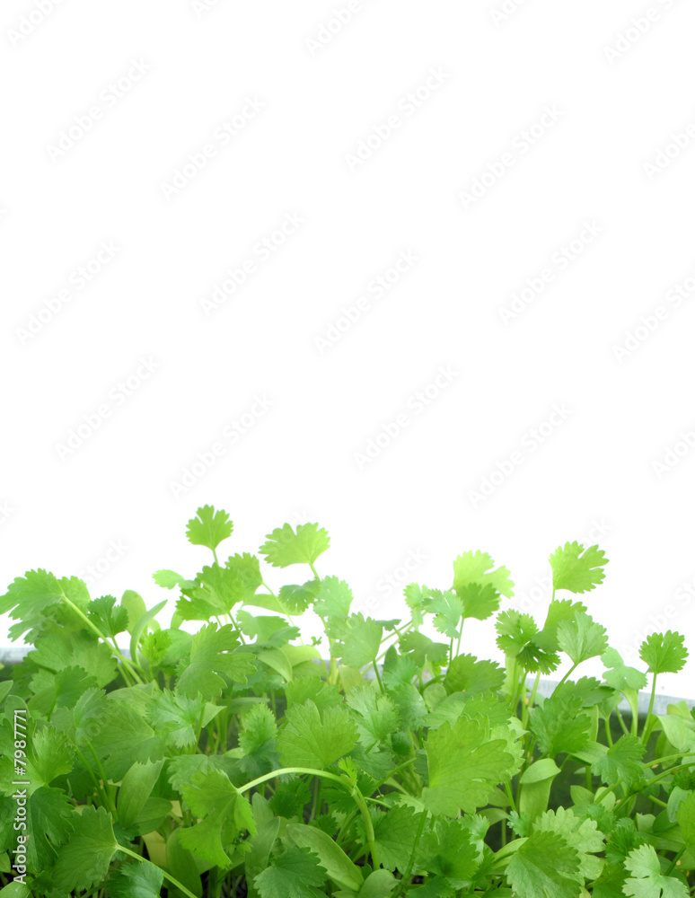 coriander coriander