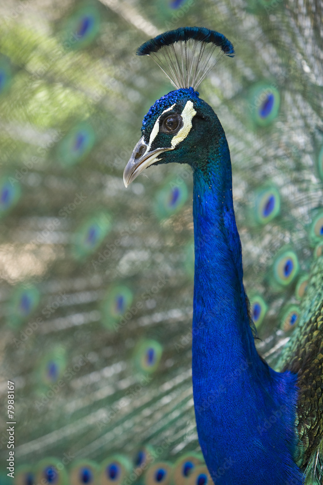 Obraz premium Peacock Presenting 8