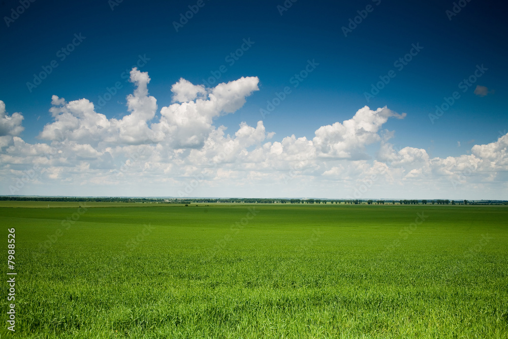 Fototapeta premium Green field