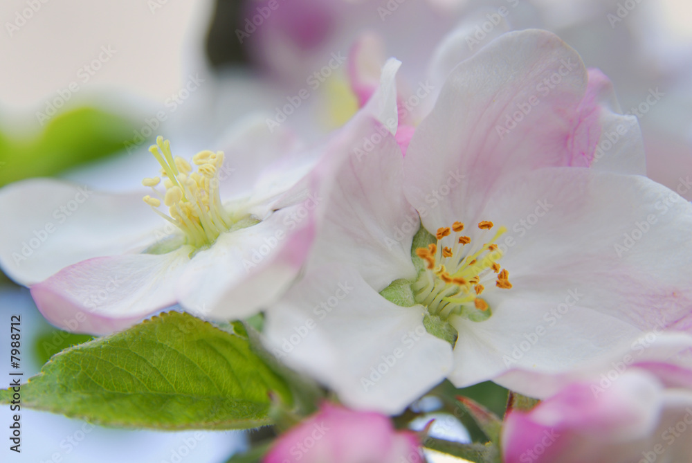 Apfelblüte Apfelblüte