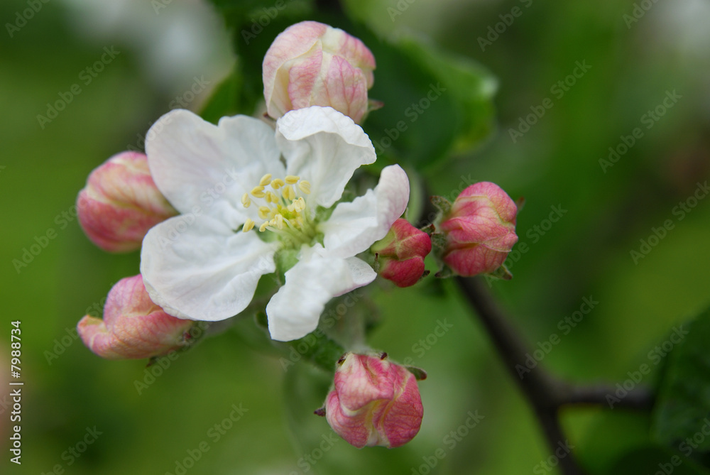 Apfelblüte Apfelblüte