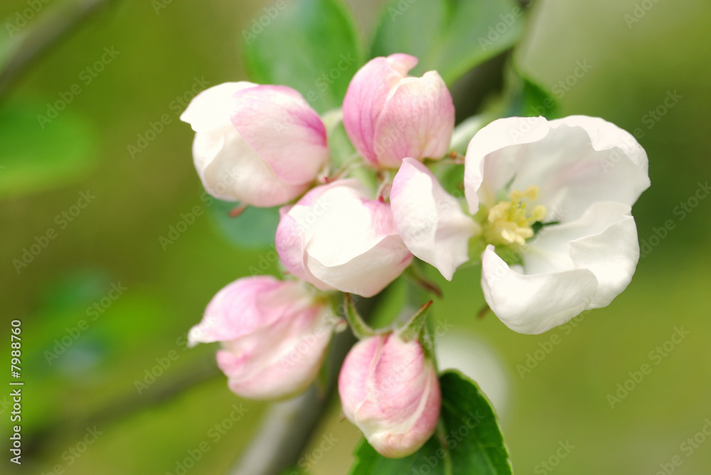 Apfelblüte Apfelblüte