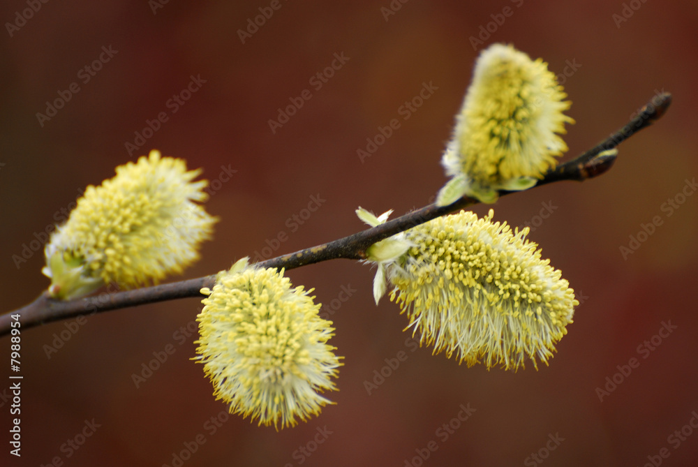 Salweide Kätzchen, Weidenkätzchen, Salix hastata Salweide Kätzchen, Weidenkätzchen, Salix hastata
