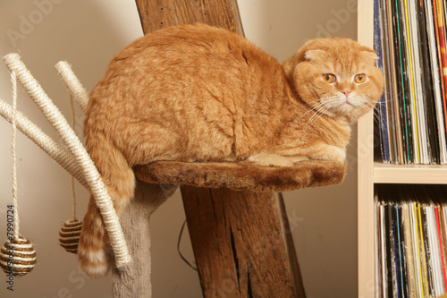 chat Scottish Fold photo