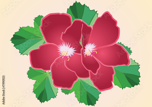 Crimson pelargonium