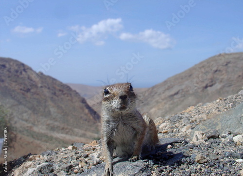 ardilla moruna nociva introducida en Fuerteventura photo