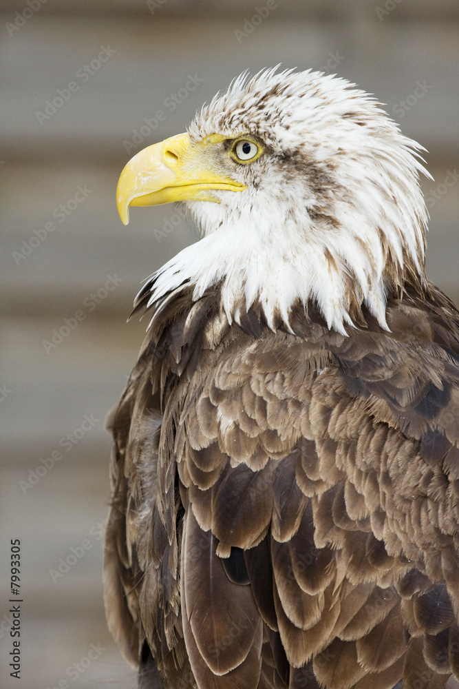 Fototapeta premium aigle