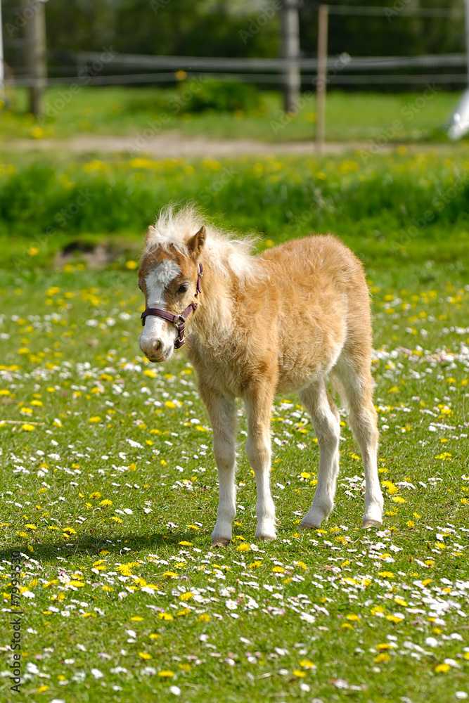 Obraz premium Young horse foal and meadow