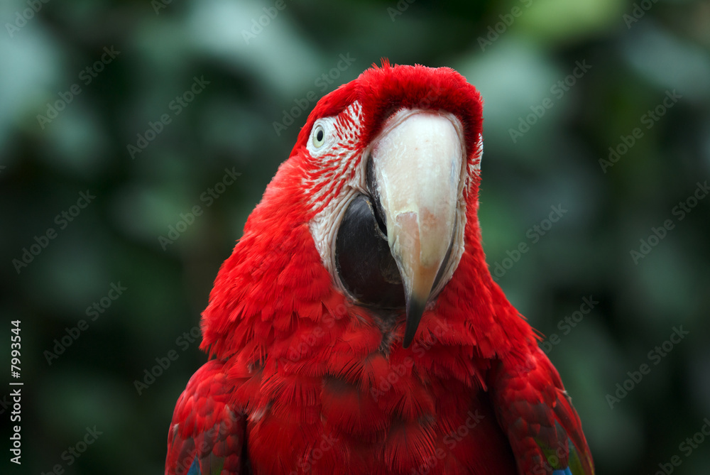 Hyacinth Macaw