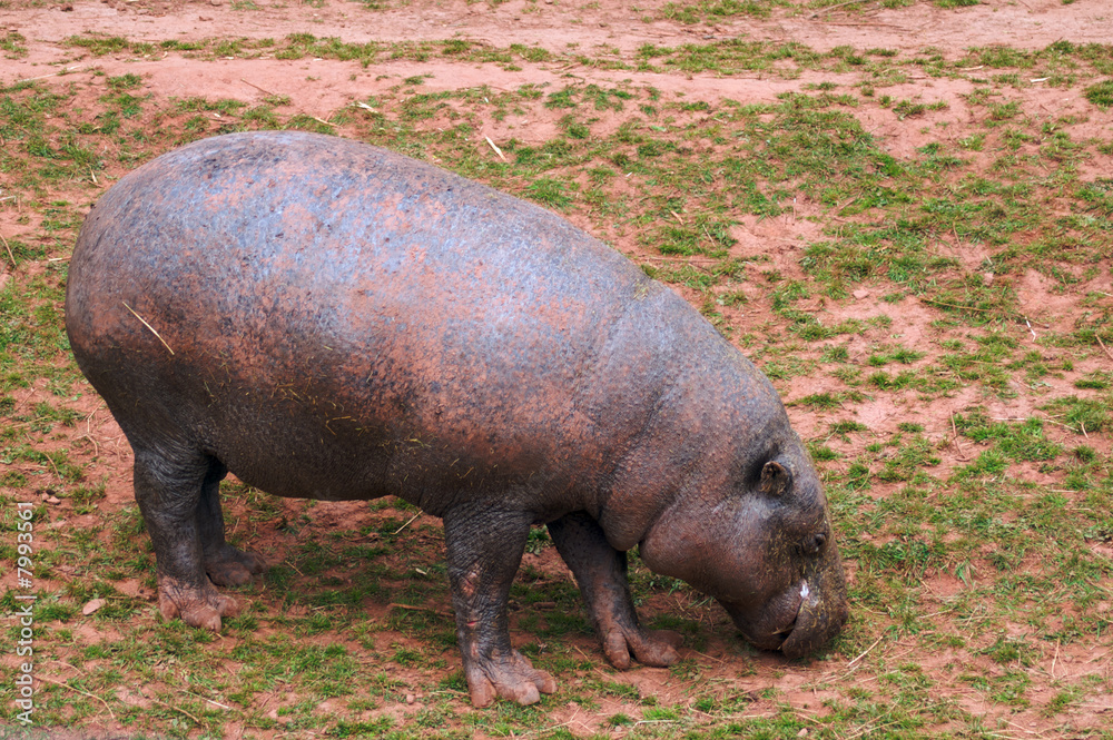 Pygmy Hippopotamus Pygmy Hippopotamus