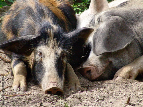 Pigs