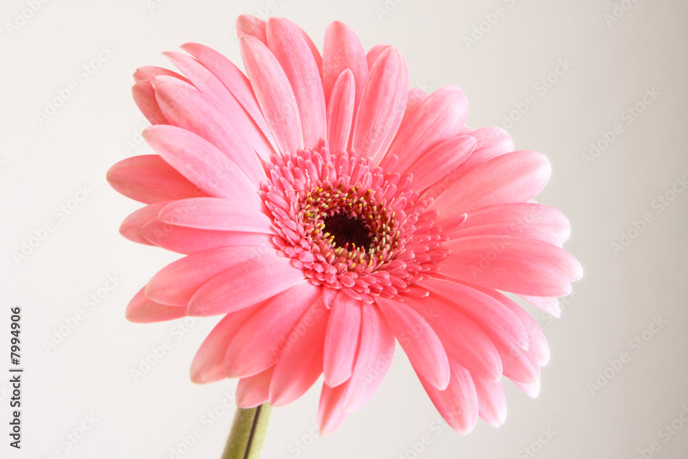 pink gerber pink gerber