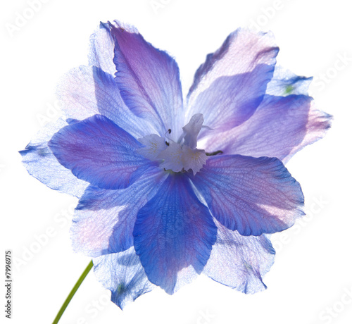 Print op canvas translucent delphinium flower