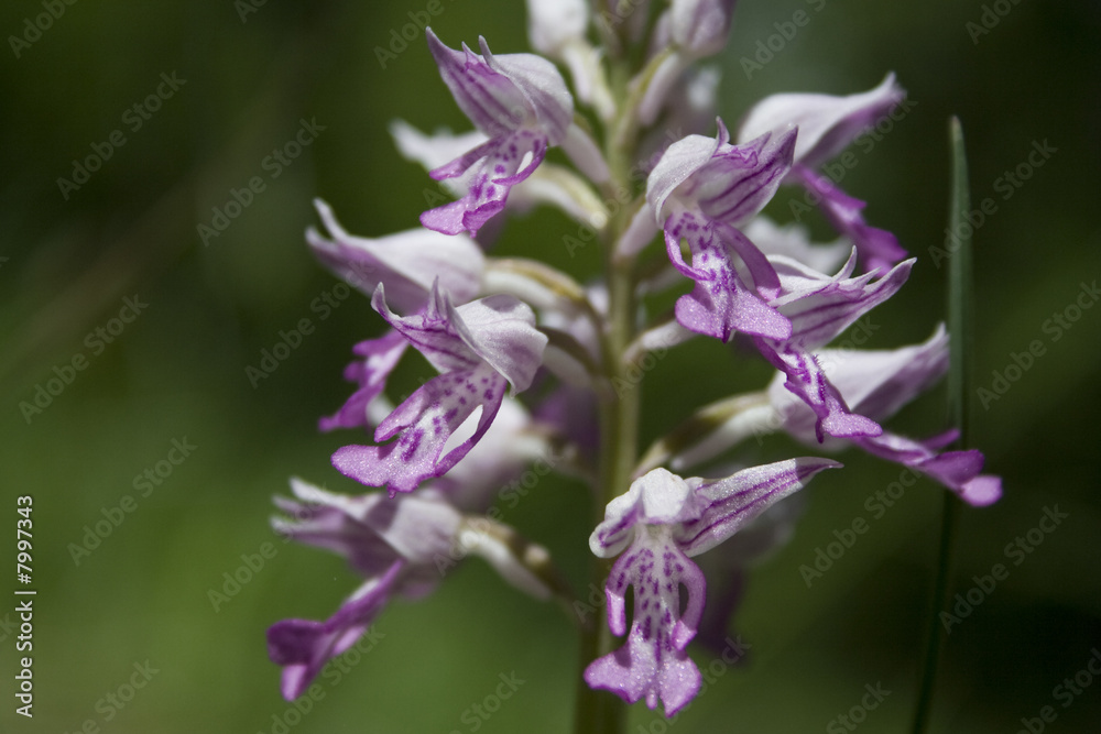 orchidée orchidée