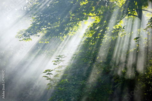 Beautiful sunbeams in forest