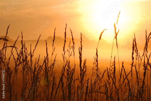 morning sunrise with wheat grass in the foreground