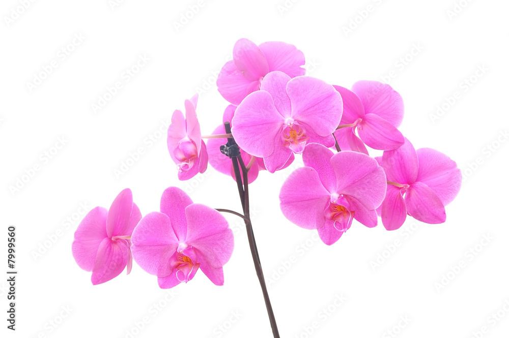 Orchid isolated