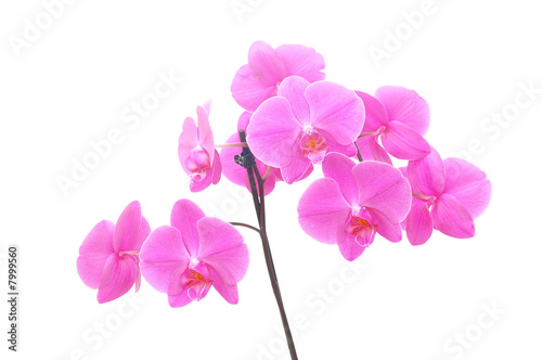 Orchid isolated