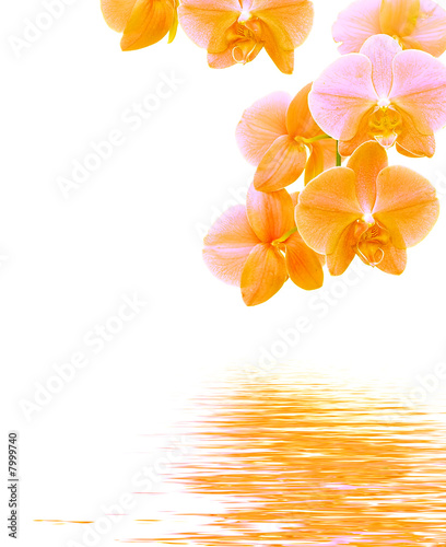 Orchid background