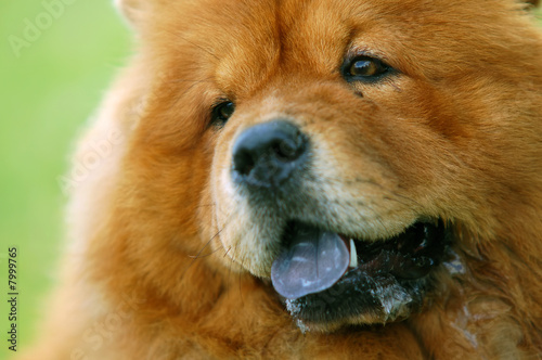 Portrait of Chow Chow Dog © Photocreo Bednarek