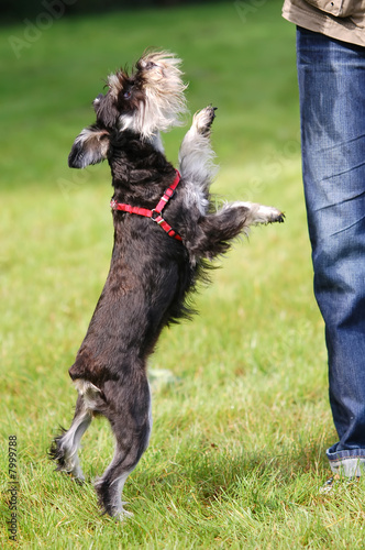 Little Schnauzer with it s handler