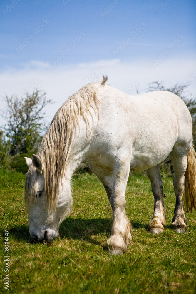 Obraz premium Cheval