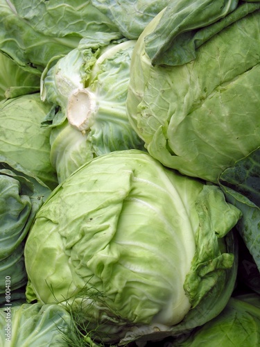 early cabbages