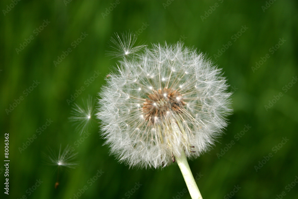 dandelion and seeds