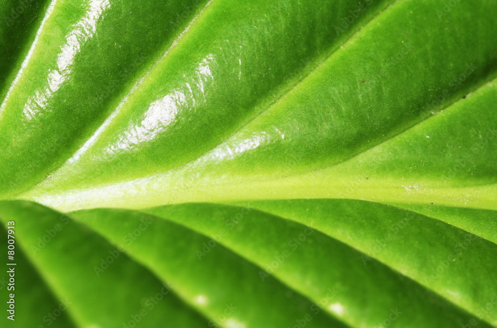 Leaves texture Leaves texture