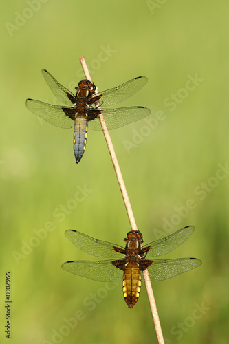 Couple of dragonflies