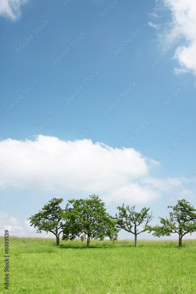 trees under the blue sky